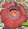 Iloilo feature Rafflesia in Mt. Napulak