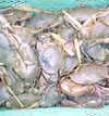 Crab Culture