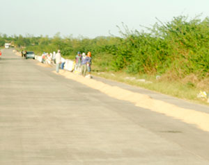 Farmers gather the palay they laid on one side of the Coastal road along Dumangas
