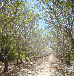 A long line of Kalachuchi trees on both sides cover the pathway going to the lighthouse
