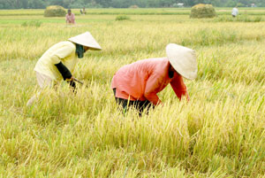 Farmers in Pavia, Iloilo harvest rice on the farm.