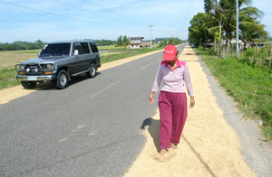 Newly-harvested palay being dried under the heat of the sun using the road.
