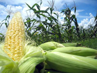 Corn produce from the farm.