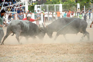 Two carabaos fight it out to show who's more powerful between them during the widely popular “pasungay” of San Joaquin, Iloilo last Saturday. 