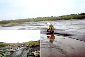 Photos taken by Semirara residents showing siltation and dead or dying mangroves allegedly caused by wastes from the coal mine.
