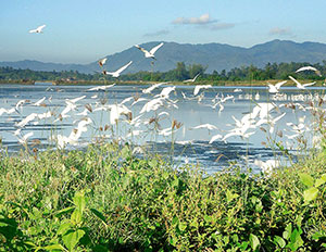 Flocks of talabong (or tabak) forage for fish left-overs in newly harvested ponds in Ajuy, Iloilo.