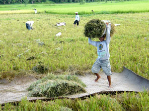 A harvester carries a load full of newly cut rice stacks to his bamboo mat where they can prepare it for threshing in Sigma, Capiz.