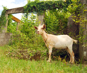 A goat appears to be guarding the deteriorating housing units at the site of Iloilo City’s unrealized socialized housing project in Pavia, Iloilo.