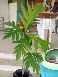 The K'olo plant.