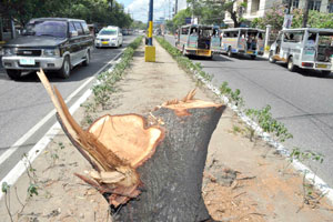 Several 50-year old Pine trees along Gen. Luna Street, Iloilo City were cut to give way to the construction of the second flyover in the city.