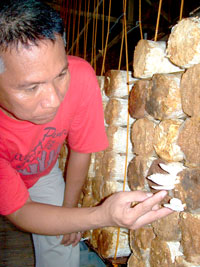 A grower reaps mushroom fruits.